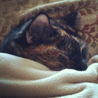 Illustration for article titled Adorable Sleeping Animals - Post Yours!